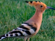 طائر الهُدْهُد يمشي على الحشائش
