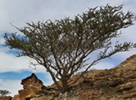 شجرة السمر في الجبال الصخرية 