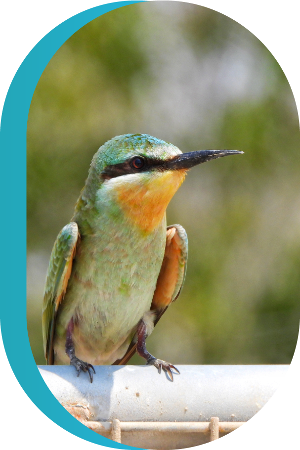 طائر وروار أزرق الخد يقف على حافه الجدار