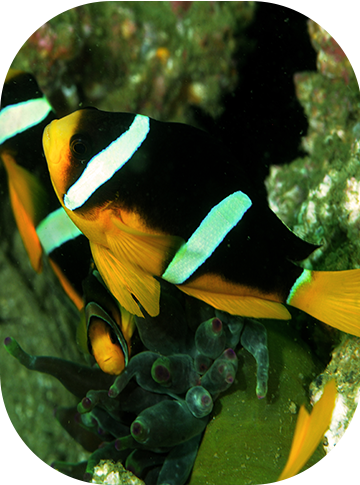 بعض من اسماك المهرج ذات الشريطين تسبح في شعب مرجانيه 